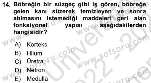 İnsan Beden Yapısı Ve Fizyolojisi Dersi 2022 - 2023 Yılı (Final) Dönem Sonu Sınav Soruları 14. Soru
