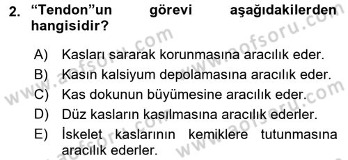 İnsan Beden Yapısı Ve Fizyolojisi Dersi 2022 - 2023 Yılı (Final) Dönem Sonu Sınav Soruları 2. Soru