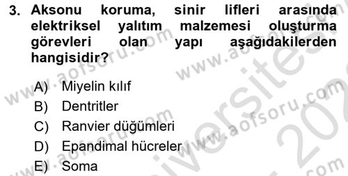 İnsan Beden Yapısı Ve Fizyolojisi Dersi 2022 - 2023 Yılı (Final) Dönem Sonu Sınav Soruları 3. Soru