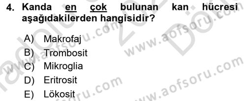 İnsan Beden Yapısı Ve Fizyolojisi Dersi 2022 - 2023 Yılı (Final) Dönem Sonu Sınav Soruları 4. Soru