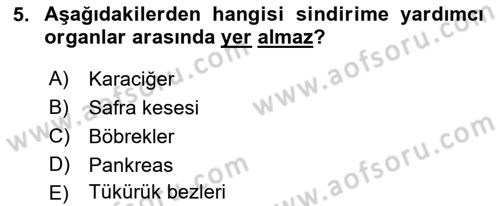 İnsan Beden Yapısı Ve Fizyolojisi Dersi 2022 - 2023 Yılı (Final) Dönem Sonu Sınav Soruları 5. Soru