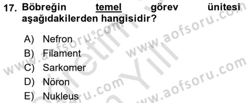 İnsan Beden Yapısı Ve Fizyolojisi Dersi 2022 - 2023 Yılı Yaz Okulu Sınav Soruları 17. Soru