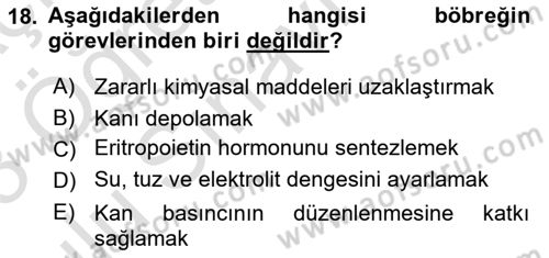 İnsan Beden Yapısı Ve Fizyolojisi Dersi 2022 - 2023 Yılı Yaz Okulu Sınav Soruları 18. Soru