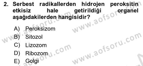 İnsan Beden Yapısı Ve Fizyolojisi Dersi 2022 - 2023 Yılı Yaz Okulu Sınav Soruları 2. Soru