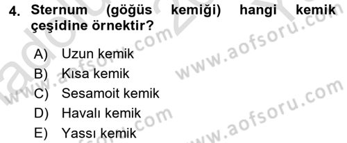 İnsan Beden Yapısı Ve Fizyolojisi Dersi 2022 - 2023 Yılı Yaz Okulu Sınav Soruları 4. Soru