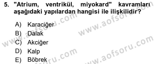 İnsan Beden Yapısı Ve Fizyolojisi Dersi 2022 - 2023 Yılı Yaz Okulu Sınav Soruları 5. Soru