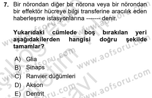 İnsan Beden Yapısı Ve Fizyolojisi Dersi 2022 - 2023 Yılı Yaz Okulu Sınav Soruları 7. Soru