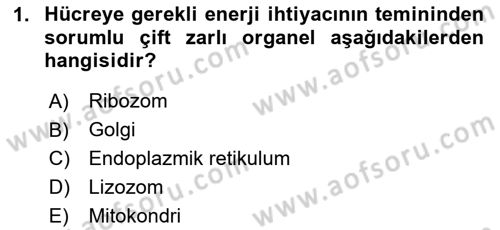 İnsan Beden Yapısı Ve Fizyolojisi Dersi 2024 - 2025 Yılı (Vize) Ara Sınav Soruları 1. Soru