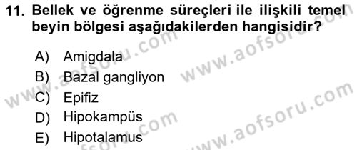 İnsan Beden Yapısı Ve Fizyolojisi Dersi Ara Sınavı Deneme Sınav Soruları 11. Soru