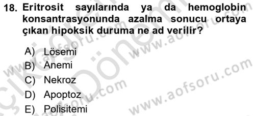 İnsan Beden Yapısı Ve Fizyolojisi Dersi Ara Sınavı Deneme Sınav Soruları 18. Soru