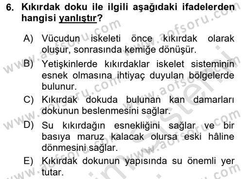 İnsan Beden Yapısı Ve Fizyolojisi Dersi 2024 - 2025 Yılı (Vize) Ara Sınav Soruları 6. Soru