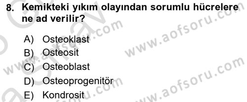 İnsan Beden Yapısı Ve Fizyolojisi Dersi 2024 - 2025 Yılı (Vize) Ara Sınav Soruları 8. Soru