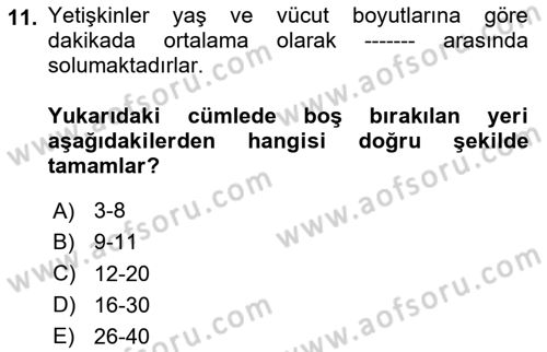 İnsan Beden Yapısı Ve Fizyolojisi Dersi 2024 - 2025 Yılı (Final) Dönem Sonu Sınav Soruları 11. Soru