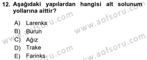 İnsan Beden Yapısı Ve Fizyolojisi Dersi 2024 - 2025 Yılı (Final) Dönem Sonu Sınav Soruları 12. Soru
