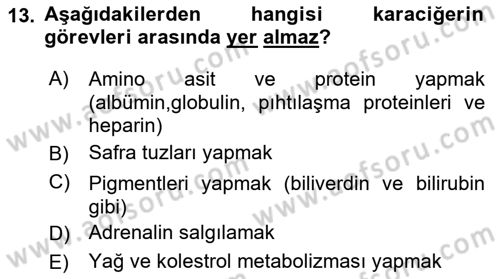 İnsan Beden Yapısı Ve Fizyolojisi Dersi 2024 - 2025 Yılı (Final) Dönem Sonu Sınav Soruları 13. Soru