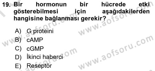 İnsan Beden Yapısı Ve Fizyolojisi Dersi 2024 - 2025 Yılı (Final) Dönem Sonu Sınav Soruları 19. Soru