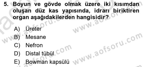 İnsan Beden Yapısı Ve Fizyolojisi Dersi 2024 - 2025 Yılı (Final) Dönem Sonu Sınav Soruları 5. Soru