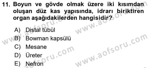 İnsan Beden Yapısı Ve Fizyolojisi Dersi 2024 - 2025 Yılı Yaz Okulu Sınav Soruları 11. Soru