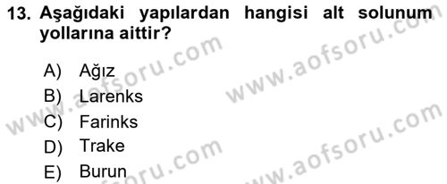 İnsan Beden Yapısı Ve Fizyolojisi Dersi 2024 - 2025 Yılı Yaz Okulu Sınav Soruları 13. Soru