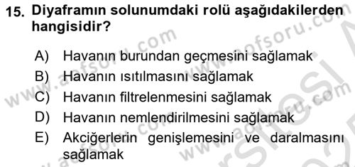 İnsan Beden Yapısı Ve Fizyolojisi Dersi 2024 - 2025 Yılı Yaz Okulu Sınav Soruları 15. Soru