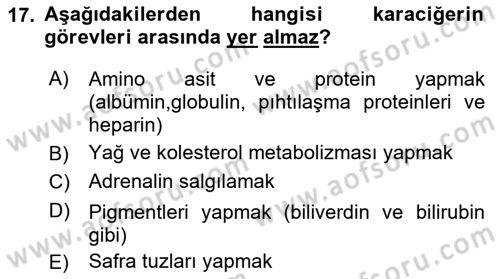 İnsan Beden Yapısı Ve Fizyolojisi Dersi 2024 - 2025 Yılı Yaz Okulu Sınav Soruları 17. Soru