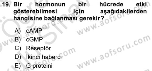 İnsan Beden Yapısı Ve Fizyolojisi Dersi 2024 - 2025 Yılı Yaz Okulu Sınav Soruları 19. Soru