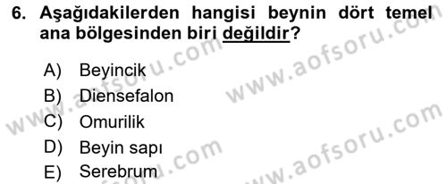 İnsan Beden Yapısı Ve Fizyolojisi Dersi 2024 - 2025 Yılı Yaz Okulu Sınav Soruları 6. Soru