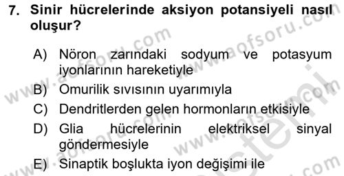 İnsan Beden Yapısı Ve Fizyolojisi Dersi 2024 - 2025 Yılı Yaz Okulu Sınav Soruları 7. Soru