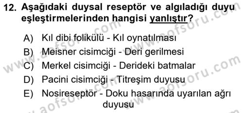 İnsan Beden Yapısı Ve Fizyolojisi Dersi 2025 - 2026 Yılı (Vize) Ara Sınav Soruları 12. Soru