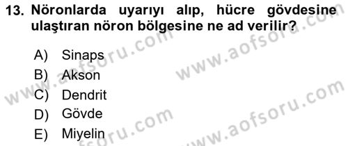 İnsan Beden Yapısı Ve Fizyolojisi Dersi 2025 - 2026 Yılı (Vize) Ara Sınav Soruları 13. Soru