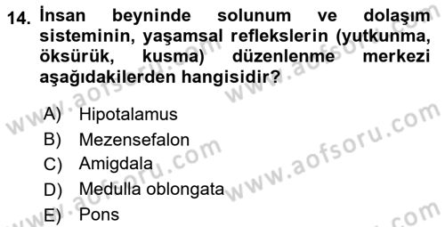 İnsan Beden Yapısı Ve Fizyolojisi Dersi 2025 - 2026 Yılı (Vize) Ara Sınav Soruları 14. Soru
