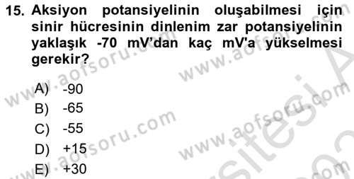 İnsan Beden Yapısı Ve Fizyolojisi Dersi 2025 - 2026 Yılı (Vize) Ara Sınav Soruları 15. Soru