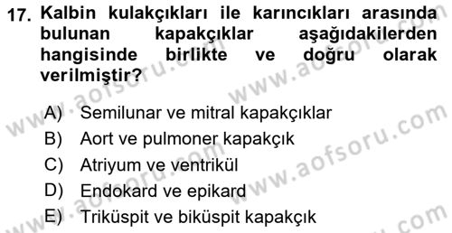 İnsan Beden Yapısı Ve Fizyolojisi Dersi 2025 - 2026 Yılı (Vize) Ara Sınav Soruları 17. Soru