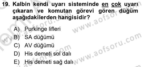 İnsan Beden Yapısı Ve Fizyolojisi Dersi 2025 - 2026 Yılı (Vize) Ara Sınav Soruları 19. Soru