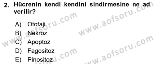İnsan Beden Yapısı Ve Fizyolojisi Dersi 2025 - 2026 Yılı (Vize) Ara Sınav Soruları 2. Soru