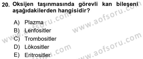 İnsan Beden Yapısı Ve Fizyolojisi Dersi 2025 - 2026 Yılı (Vize) Ara Sınav Soruları 20. Soru