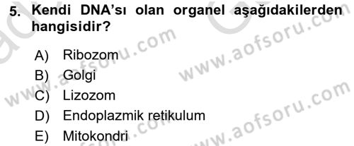 İnsan Beden Yapısı Ve Fizyolojisi Dersi 2025 - 2026 Yılı (Vize) Ara Sınav Soruları 5. Soru