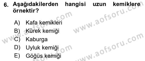İnsan Beden Yapısı Ve Fizyolojisi Dersi 2025 - 2026 Yılı (Vize) Ara Sınav Soruları 6. Soru