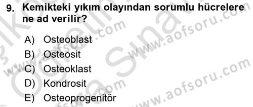 İnsan Beden Yapısı Ve Fizyolojisi Dersi 2025 - 2026 Yılı (Vize) Ara Sınav Soruları 9. Soru