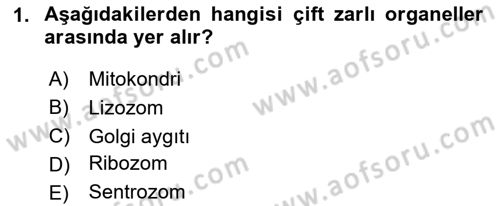 İnsan Beden Yapısı Ve Fizyolojisi Dersi 2025 - 2026 Yılı (Final) Dönem Sonu Sınav Soruları 1. Soru