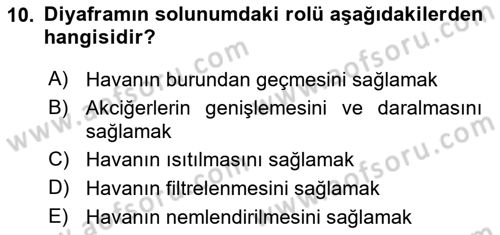 İnsan Beden Yapısı Ve Fizyolojisi Dersi 2025 - 2026 Yılı (Final) Dönem Sonu Sınav Soruları 10. Soru
