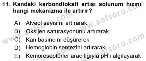 İnsan Beden Yapısı Ve Fizyolojisi Dersi 2025 - 2026 Yılı (Final) Dönem Sonu Sınav Soruları 11. Soru