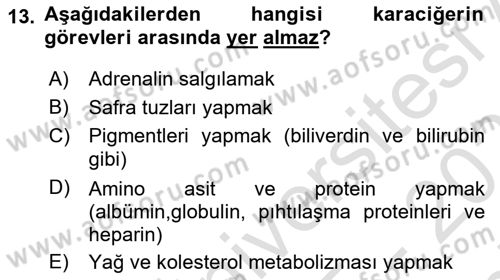 İnsan Beden Yapısı Ve Fizyolojisi Dersi 2025 - 2026 Yılı (Final) Dönem Sonu Sınav Soruları 13. Soru