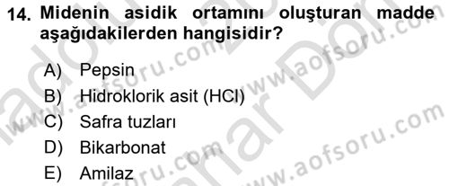 İnsan Beden Yapısı Ve Fizyolojisi Dersi 2025 - 2026 Yılı (Final) Dönem Sonu Sınav Soruları 14. Soru
