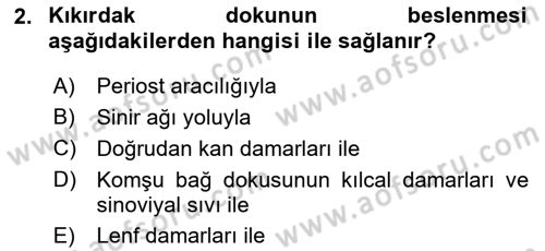 İnsan Beden Yapısı Ve Fizyolojisi Dersi 2025 - 2026 Yılı (Final) Dönem Sonu Sınav Soruları 2. Soru