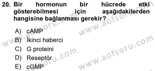 İnsan Beden Yapısı Ve Fizyolojisi Dersi 2025 - 2026 Yılı (Final) Dönem Sonu Sınav Soruları 20. Soru