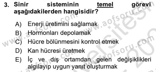 İnsan Beden Yapısı Ve Fizyolojisi Dersi 2025 - 2026 Yılı (Final) Dönem Sonu Sınav Soruları 3. Soru