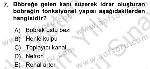 İnsan Beden Yapısı Ve Fizyolojisi Dersi 2025 - 2026 Yılı (Final) Dönem Sonu Sınav Soruları 7. Soru