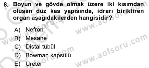 İnsan Beden Yapısı Ve Fizyolojisi Dersi 2025 - 2026 Yılı (Final) Dönem Sonu Sınav Soruları 8. Soru