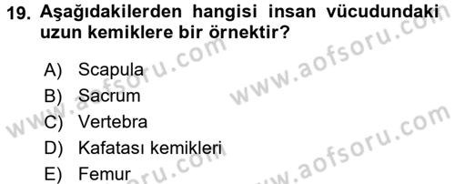 Tıp Terimleri Dersi 2017 - 2018 Yılı (Vize) Ara Sınav Soruları 19. Soru